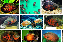 Mengenal Ikan Oscar Secara Detail