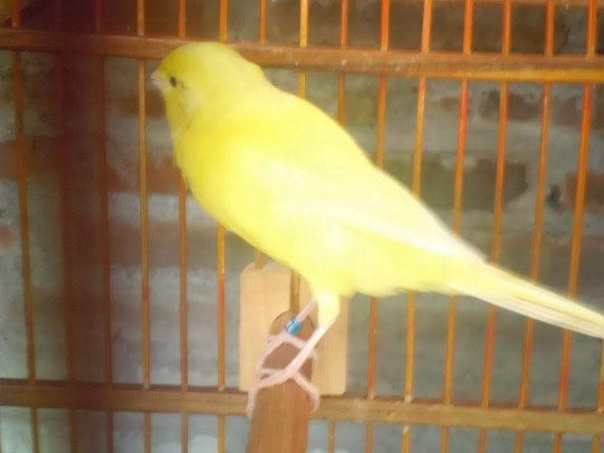 Senandung burung: jual beli kenari di jawa tengah