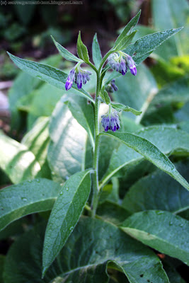 Grlande consoude (symphytum officinale)