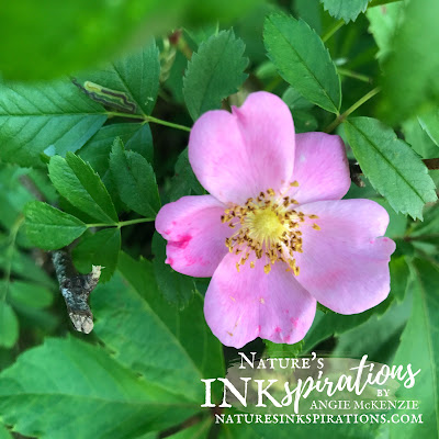 Photo Inspiration for today's card | Taken on my morning walk this morning while walking Benji | Nature's INKspirations by Angie McKenzie