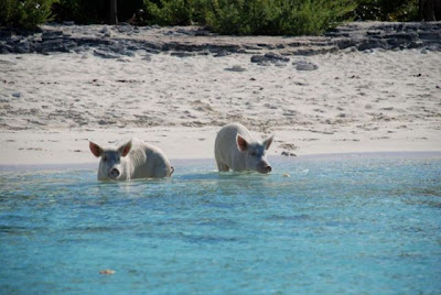 Unusual Tourists Invade Bahamas Seen On www.coolpicturegallery.us