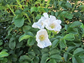 Fiori rosa gufo della neve