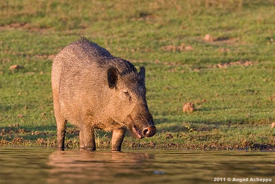 Wild Boar at kabini