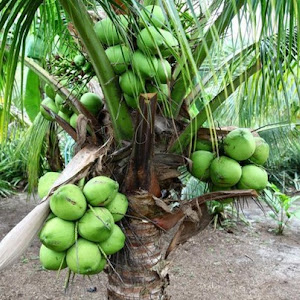 Bibit Kelapa Wulung