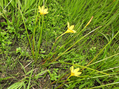 黃韭蘭的花