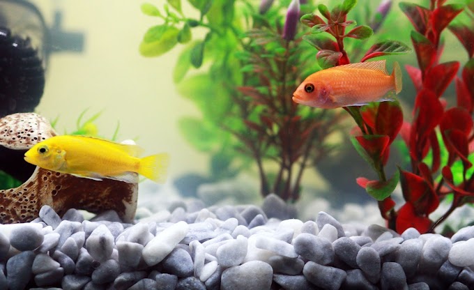 8 Cool Ways to decorate Your aquarium