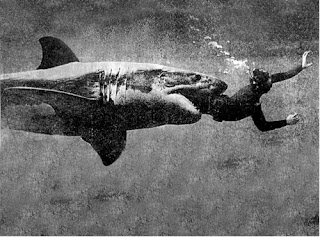 creepy scary weird wtf vintage photo image om nom shark diver eat kill