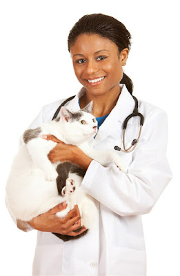 Vet visits are less stressful for the cat if they have been trained to go in their carrier and for a short car ride before hand, according to research. Photo shows African-American woman vet holding a cat.