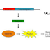 GENETIC ENGINEERING AND BIOTECHNOLOGY: (TOPIC)- REPORTER GENE ASSAY