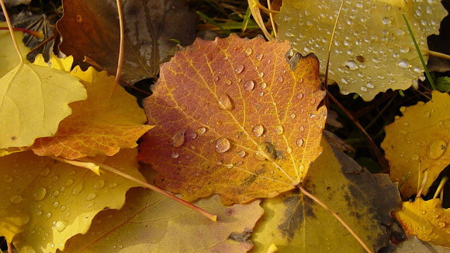 Autumn leaves with water droplets HD Wallpaper