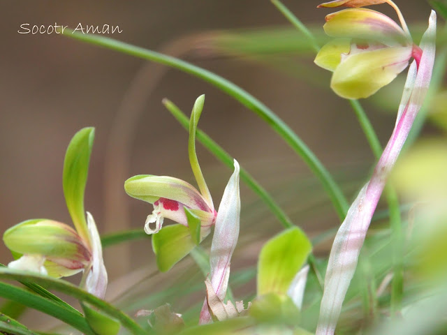 Cymbidium goeringii