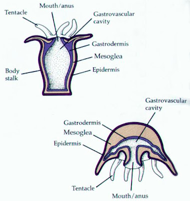 filum coelenterata