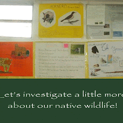 Project Wild Argentine Animals (5th Form)