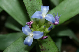 neoregelia liliputiana