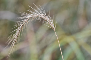 single stem of native wild grass