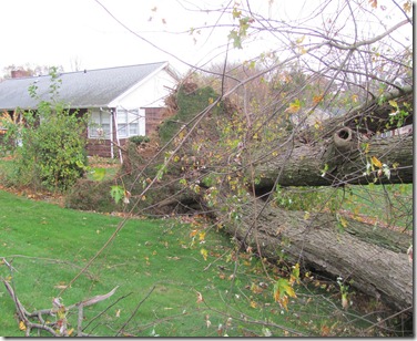 downed trees