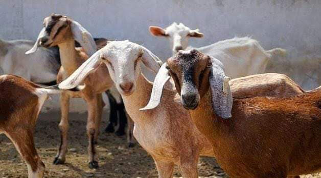 स्कॉर्पियो सबार बदमाशों ने 70 हजार कीमती चुराईं 7 बकरियां