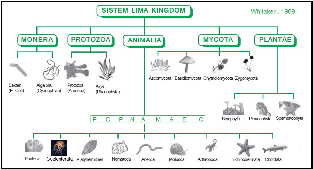 Seputar Makhluk Hidup Klasifikasi Kingdom