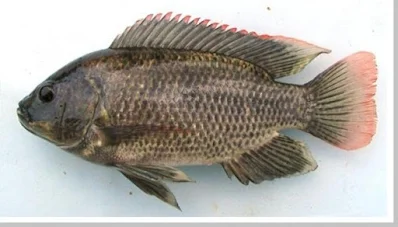 ikan mujair