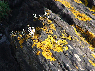 Yellow Scales (Xanthoria aureola or X. parietina)