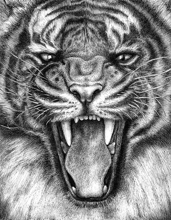 02-Snarling-tiger-Animal-Drawings-Kylie-MacEachern-www-designstack-co