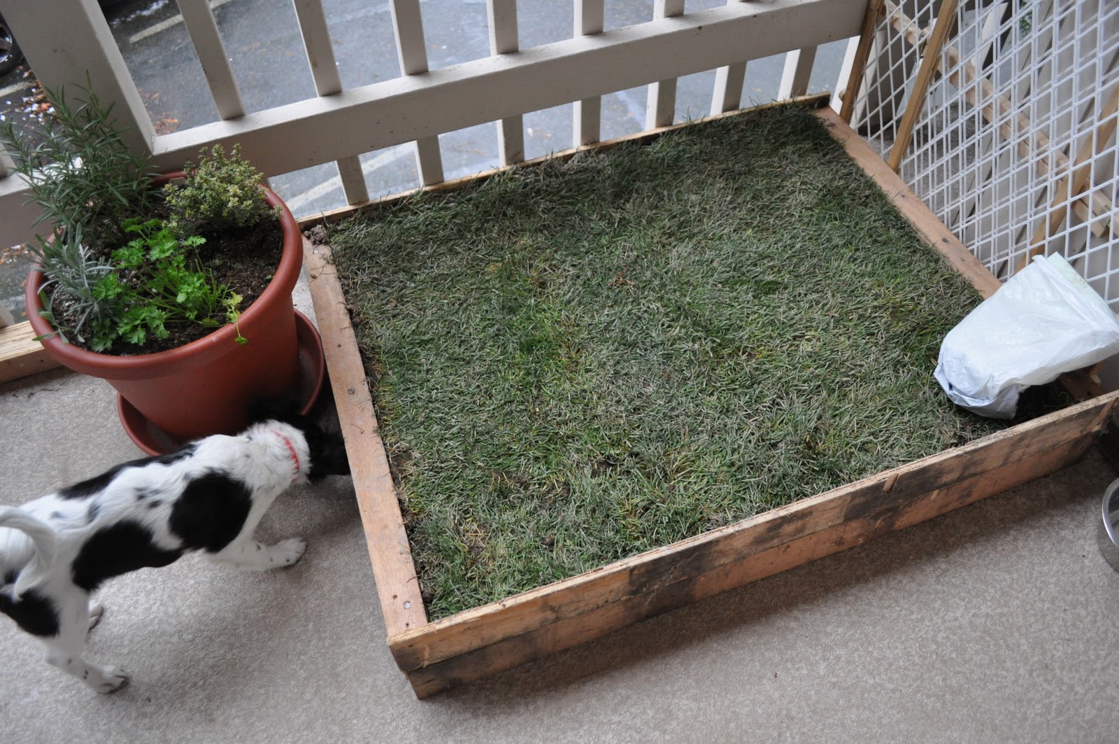 The Adventures of Kym &amp; Dustin: D.I.Y- Patio Dog Grass