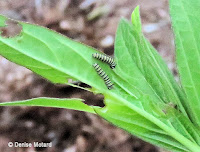 Two Monarch caterpillars, around Day 6-7 - © Denise Motard