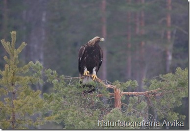 Naturfotograferna Arvika