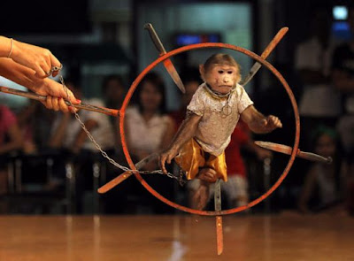 A female monkey lip-synchs song at a monkey show