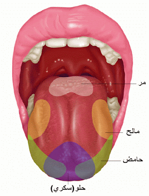  استعمال حاسّة الذّوق