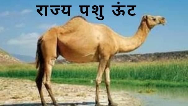 ऊँट पर निबंध | Essay on Camel in Hindi