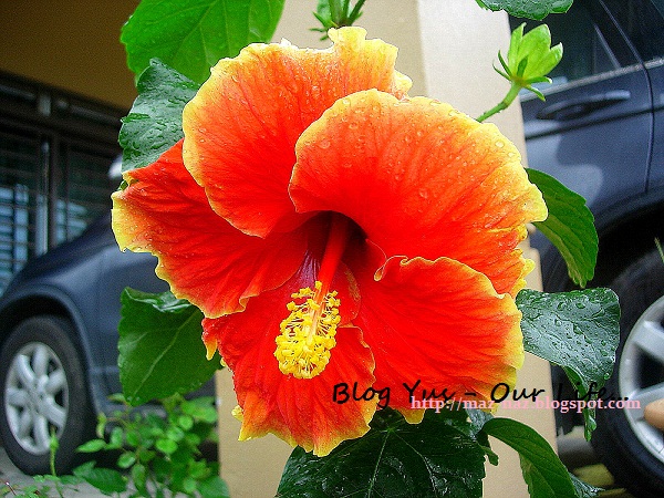  Bunga  bunga  di halaman rumahku siri II Blog Yus Our 