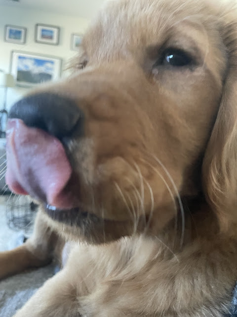 Little boy Miles sitting on the couch giving me the side eye while caught mid lick (he was licking his nose)