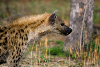 Hyena Wallpapers