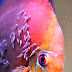 Discus fish