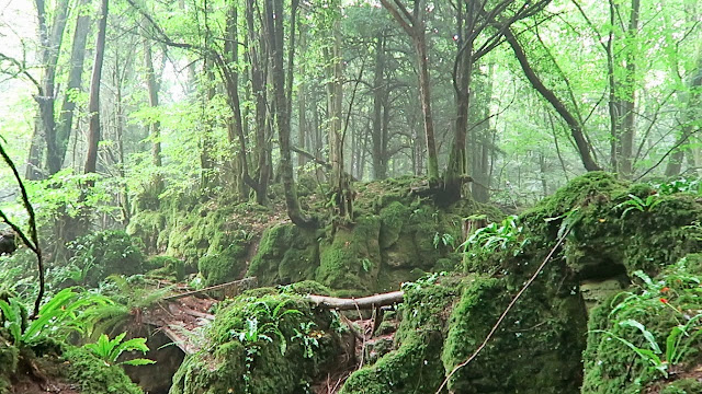 Puzzlewood Forest - England