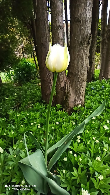 tulipany - uprawa, zdjęcia, pielęgnacja