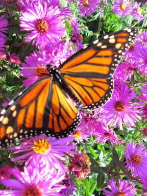 Monarch Butterfly on New England Aster