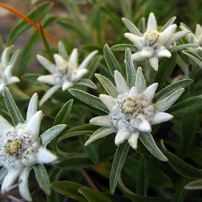 Edelweiss Flowers Photo