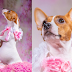 Pregnant dog poses like a pro for her maternity shoot