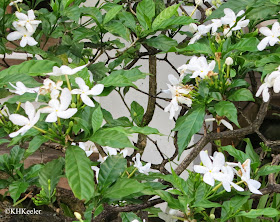 a jasmine