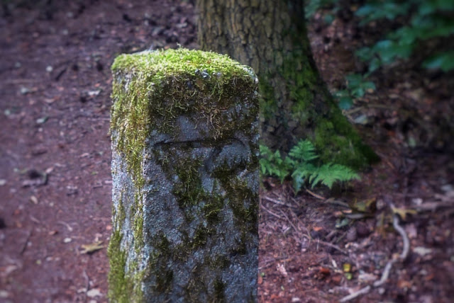 Paaltje in bos