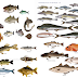 Marine fish, Freshwater fish - Which is rich in nutrient?