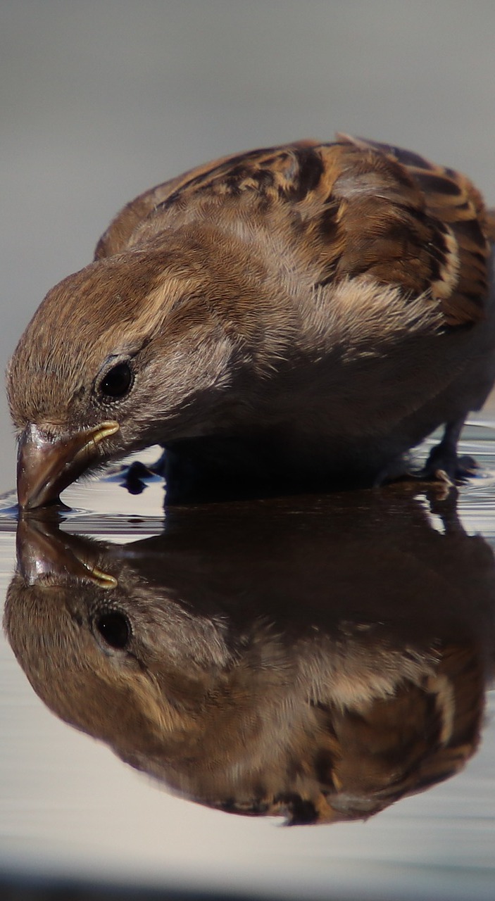 A sparrow drinking water.