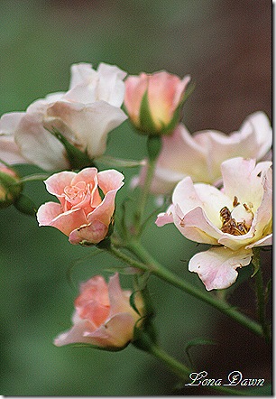 Bonica_Rose