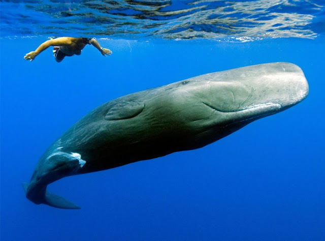 Lindas Fotografias | National Geographic