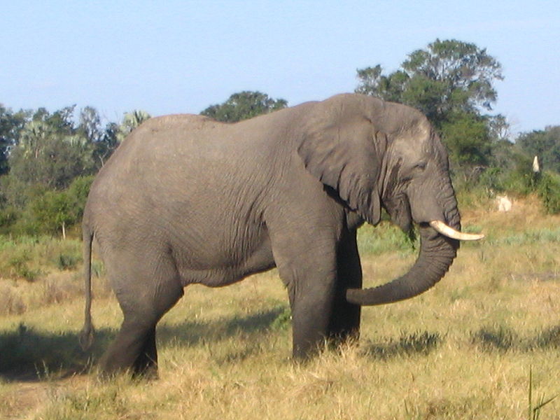 Blog dunia binatang Gajah  si hewan terbesar