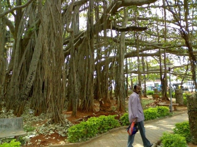 The Great Banyan Tree