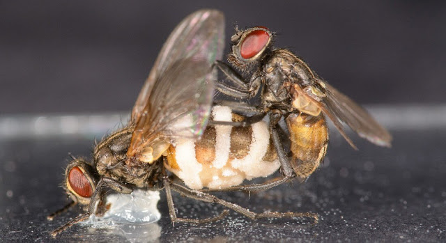A male fly attempting to mate with a female corpse held in place with Vaseline. The fungus has spread from the back body segment and can be seen as large white patches from which spores are ejected (credit: Filippo Castelucci)