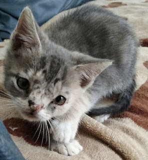 Mujer salvó a un gato callejero que corría el riesgo de ser sacrificado por ser "feo"